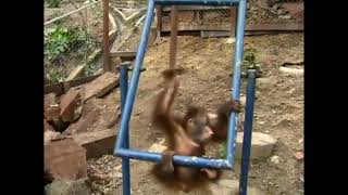 baby orangutan hurts himself [upl. by Macleod]