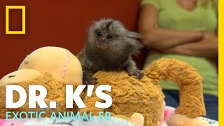 A Marmoset Mama  Dr Ks Exotic Animal ER [upl. by Pardew]