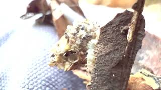 Antlion in Zanzibar [upl. by Garnett]