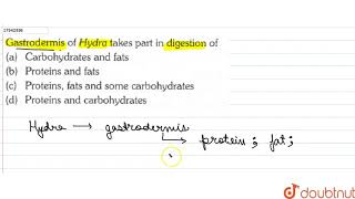 Gastrodermis of Hydra takes part in digestion of  11  ANIMAL KINGDOM  BIOLOGY  ERRORLESS [upl. by Burne]