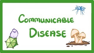 GCSE Biology  Communicable Disease 34 [upl. by Hsekar694]