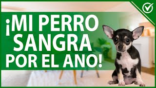 💉 ¿Por qué mi PERRO SANGRA por el ANO  Hemorragias anales en perros 💉🐕 [upl. by Beaulieu]