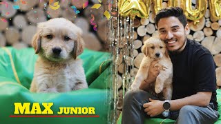 Story of our new Puppy  MAX Junior ❤️🎉🥳 [upl. by Hegyera]