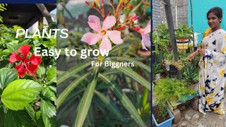 plants are easy to grow for Biggners kavitas creation [upl. by Ylrae]