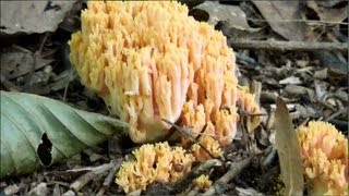 Mushrooms in the Forests of New York State [upl. by Giffer612]