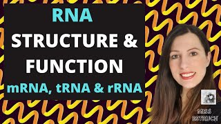 RNA Nucleic Acid Structure amp FunctionAlevel Do you know the differences between mRNA tRNA amprRNA [upl. by Mulloy]