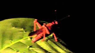 15  Insect hunting at night with Roy  Hondo Hondo lodges in Udzungwa National Park Tanzania [upl. by Erde]