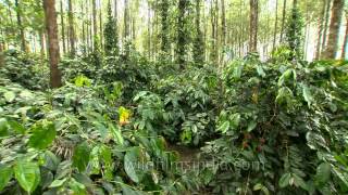 Coffee plantation in forest cover South India [upl. by Feilak982]