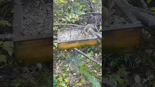 Chipmunk outdoors outdoors nature wildlife chipmunk [upl. by Terchie149]