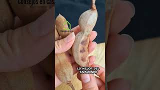 Tamarindo la fruta que puede salvar tu vida en 2024 [upl. by Fotina]