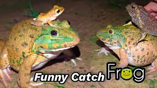 Catch frog jumping for fun  Frog catch fly  Catch a frog for fun  funny frogs  bull frogs funny [upl. by Ahsaekal]