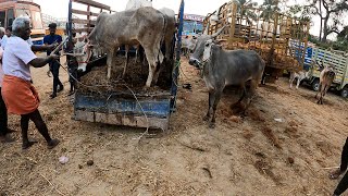 KUNTHARAPALLI COWMARKET TAMIZH UZHAVAN [upl. by Enrika935]