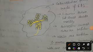 Biofilm formation by Staphylococcus aureus [upl. by Arataj]