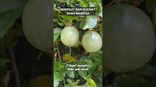 MANFAAT DAN KHASIAT BUAH MARKISA manfaatkhasiatbuahmarkisa buahmarkisa buah markisa buahbuahan [upl. by Bilat]