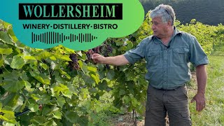 Veraison and the Countdown to Harvest with Winemaker Philippe  Wollersheim Winery [upl. by Nollek]