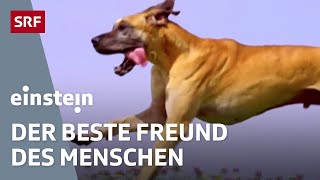 Der Hund – der beste Freund des Menschen  Einstein  SRF Wissen [upl. by Alesandrini26]