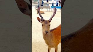 Miyajima island Japan 🇯🇵 foryoupageシ reels cute viral japan travel [upl. by Ocisnarf]