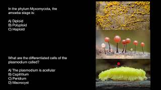 Myxomycota Slime mold life cycle [upl. by Esme389]