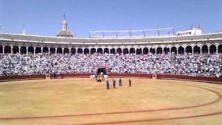 Corrida at Seville  The dead body of the bull is removed [upl. by Enriqueta932]