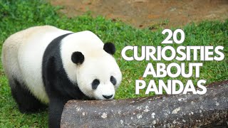 20 curiosities about pandas [upl. by Clementas626]