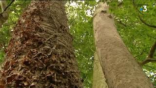 Cézy  le plus gros platane de Bourgogne au centre d’un conflit de voisinage [upl. by Ashly]