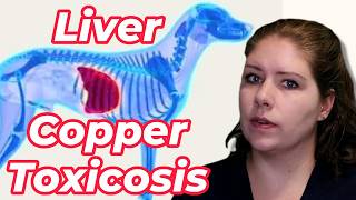 Liver Copper Toxicosis in Pets  Vet’s Voice [upl. by Melburn364]