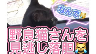 野良猫を見逃し「やーだ🥺」と悲しむ声が可愛いすぎる！【天才お喋り猫】 [upl. by Enyehc672]