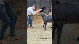 Murrah bull🐃❤️‍🔥  murrahbull desibalak villagelife dailyvlog shortsf kumawatpushkar007 [upl. by Luap]