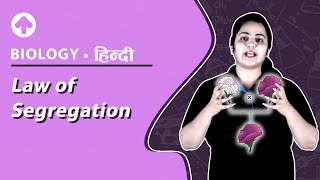 Law of Segregation  Hindi  Biology [upl. by Duester]