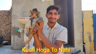 Monkey 🐒 Ko Nihla Dea Aj 🛀  Amish Sidhu Vlogs [upl. by Acinad]