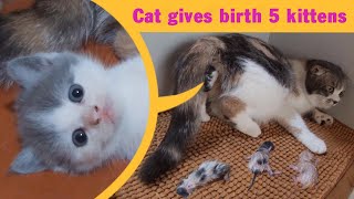 Cat Giving Birth Cat Gives Birth To 5 Kittens  Part 1 [upl. by Nuhsal]