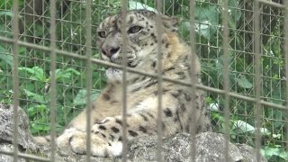 Cute snow leopard😻 暑くてハァハァするユキヒョウ🙀 【Cute animal videos】【多摩動物公園】 [upl. by Cleavland]