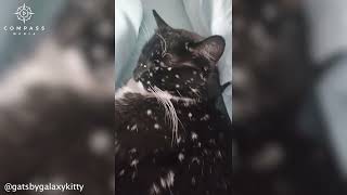 Cats Vitiligo Leaves Fur Looking Like Galaxy [upl. by Britt]