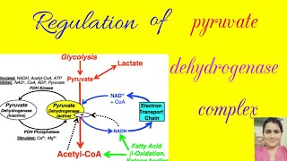 Regulation of pyruvate dehydrogenase complex in hindi [upl. by Lozano603]