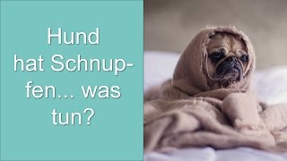 Hund hat Schnupfen was tun [upl. by Skyler546]