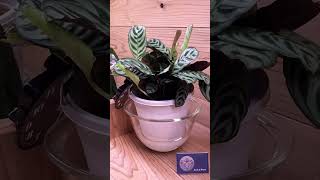 bottom watering dramatic plants Part14 timelapse plants nyctinasty indoorplants bottomwatering [upl. by Attenaz911]