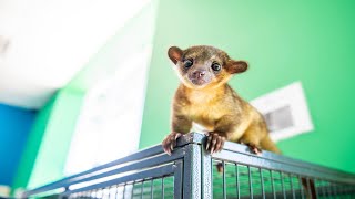 Not your Average Pet Meet a Kinkajou in Saginaw [upl. by Hyps30]