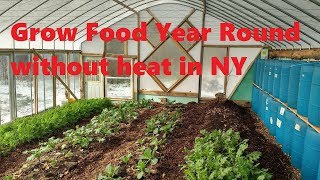 DIY unheated greenhouse grows food yearround in Upstate NY [upl. by Assitruc]