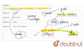 if all the lenticels of stem are blocked  the first to die will be [upl. by Swinton]
