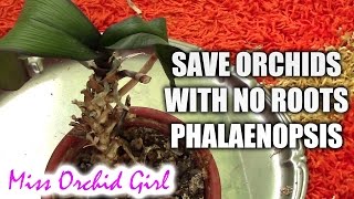 How To Choose The Right Potting Medium for Your Orchid [upl. by Melda]