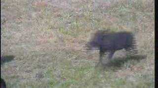 Frisky Warthog Baby 020408 330 pm CAT [upl. by Ominoreg437]