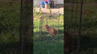 Copper Wants Me To Build A Catio 😆 orangecat orangecatbehavior orangecats cutecat cutecats 2024 [upl. by Statis]