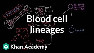 Blood cell lineages  Human anatomy and physiology  Health amp Medicine  Khan Academy [upl. by Tamera]