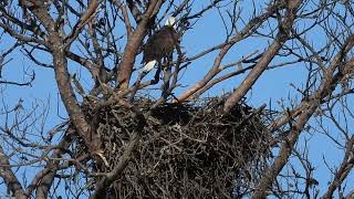 14242 Dec 6 2024 eagle flying into nest Flamingo Show Online [upl. by Aehtela]