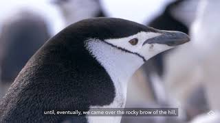 Behind the Lens An Epic Journey with a Chinstrap Penguin [upl. by Zetniuq]