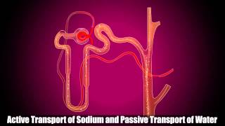 Reabsorption in Distal Convoluted Tubule [upl. by Rowena]