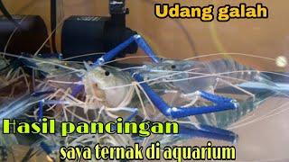 TERNAK UDANG GALAH DI AQUARIUMHASIL MEMANCING [upl. by Bible176]