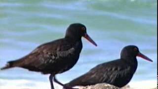 Sooty Oystercatcher Haematopus fuliginosus [upl. by Cadell]