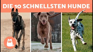 Die Top 10 SCHNELLSTEN HUNDERASSEN der Welt 🐶⚡ Welche ist die SCHNELLSTE [upl. by Dibbell]