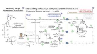 Fatty Acids and Lipid Biosynthesis [upl. by Rimidalg716]